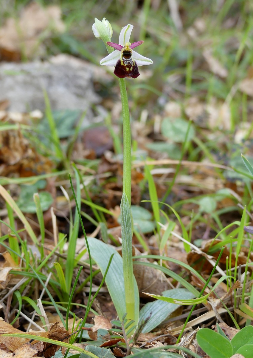 Ophrys exaltata subsp. montis-leonis e forme di variabilit nel Lazio, marzo e aprile 2018